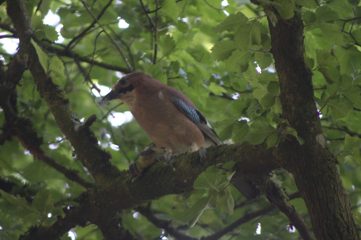 Eurasian Jay (Eurasian) - Avery Chan