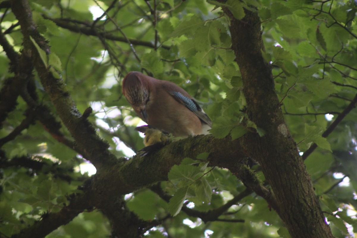 Eurasian Jay (Eurasian) - Avery Chan