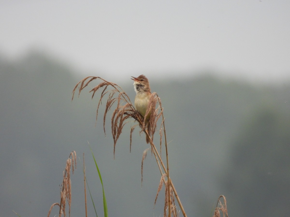 Great Reed Warbler - ML619492108