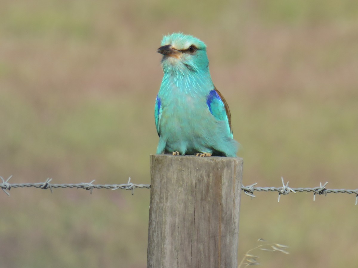 European Roller - Miguel  Berkemeier