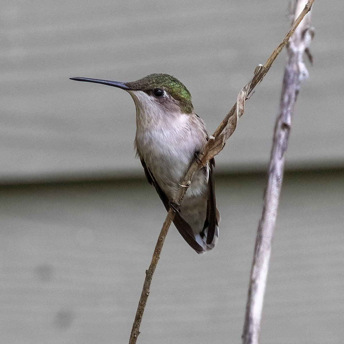 Ruby-throated Hummingbird - Dan Vickers