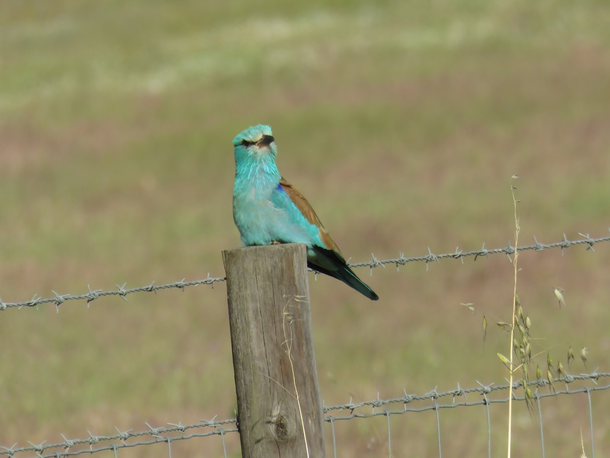 European Roller - Miguel  Berkemeier