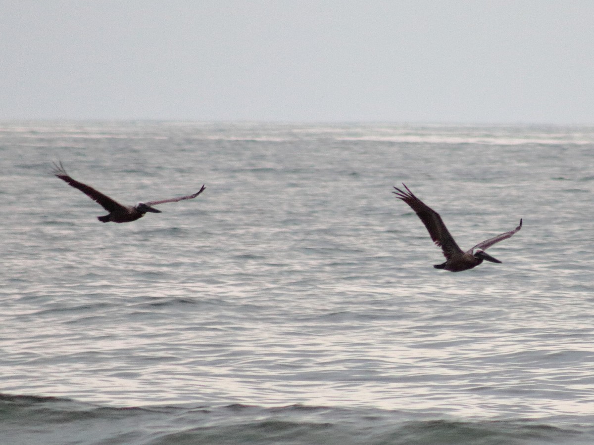 Brown Pelican - Adrian Gonzalez