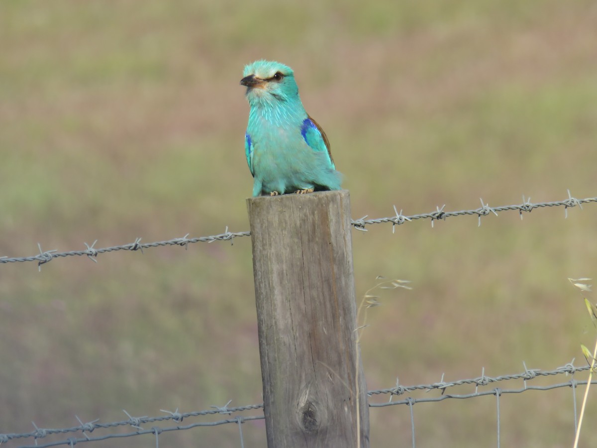 European Roller - Miguel  Berkemeier