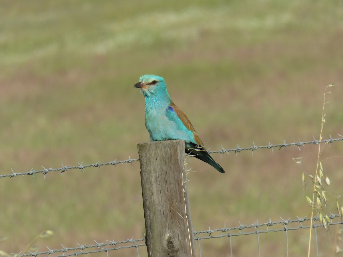 European Roller - Miguel  Berkemeier