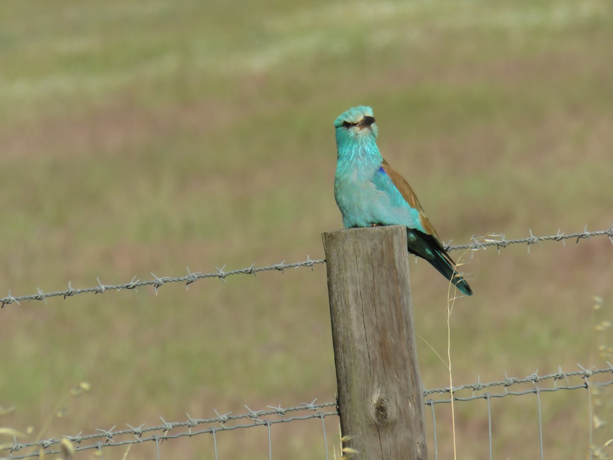 European Roller - Miguel  Berkemeier