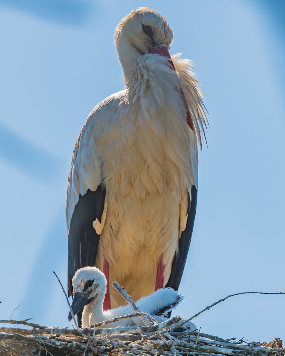 White Stork - lucien ABAH