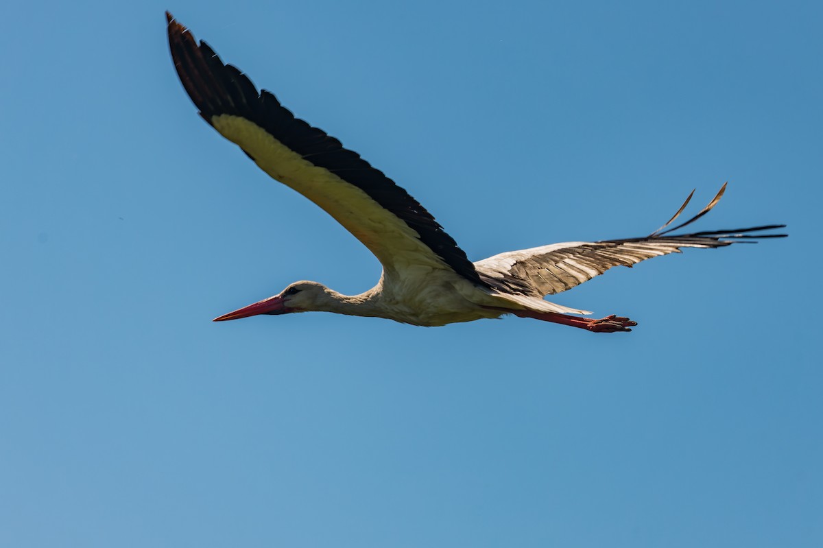 White Stork - lucien ABAH