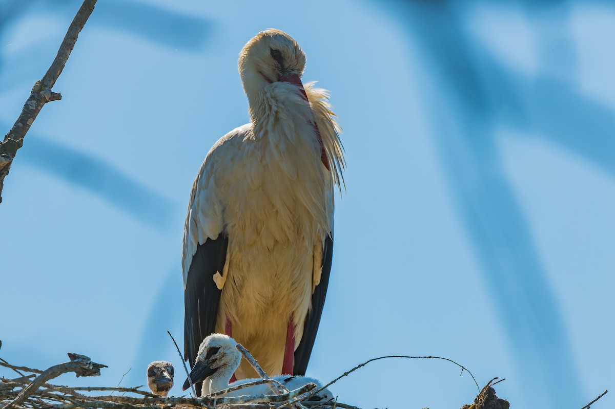 White Stork - ML619492127