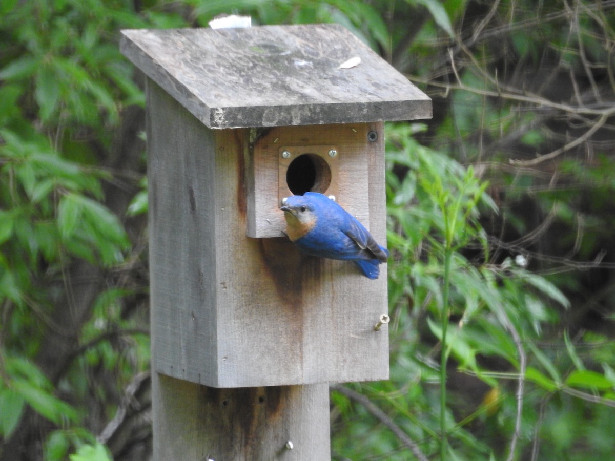 Eastern Bluebird - Richard A Fischer Sr.