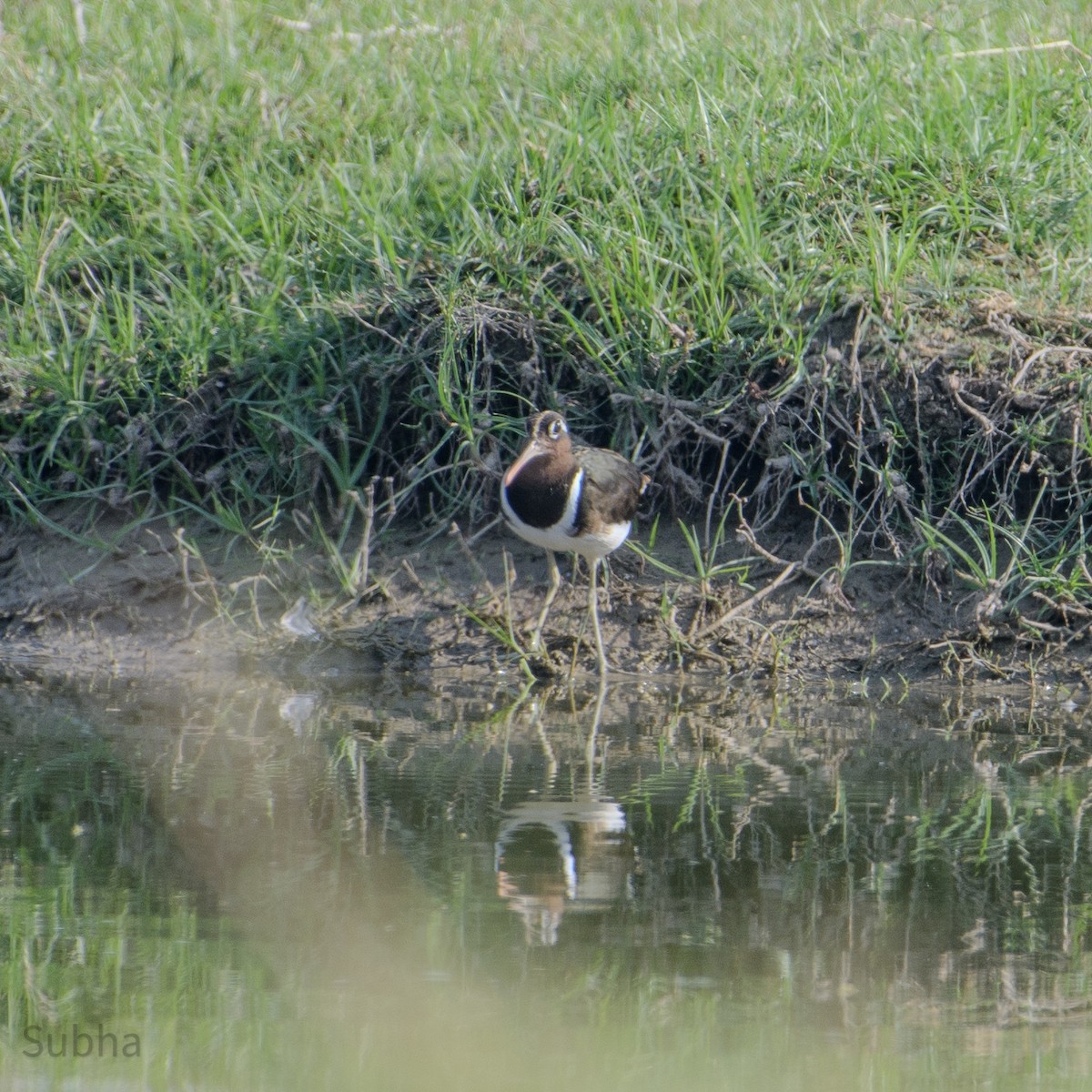 Greater Painted-Snipe - Subha N