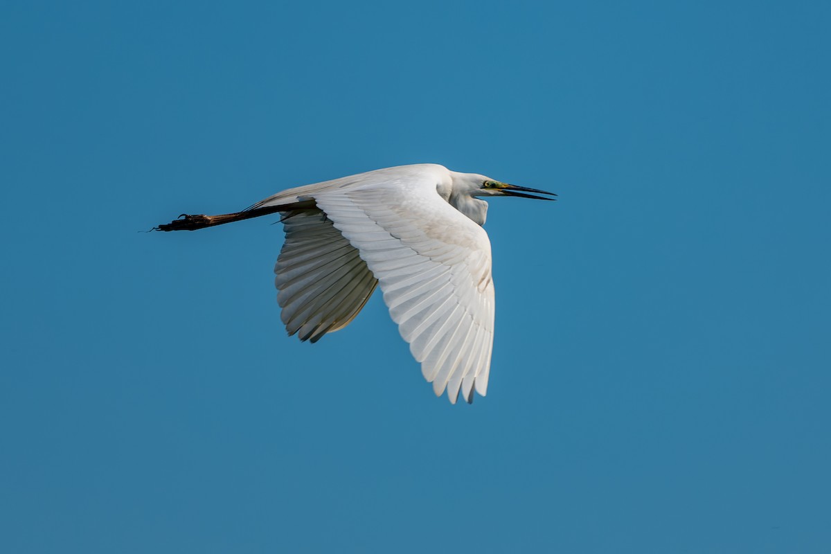 Great Egret - lucien ABAH