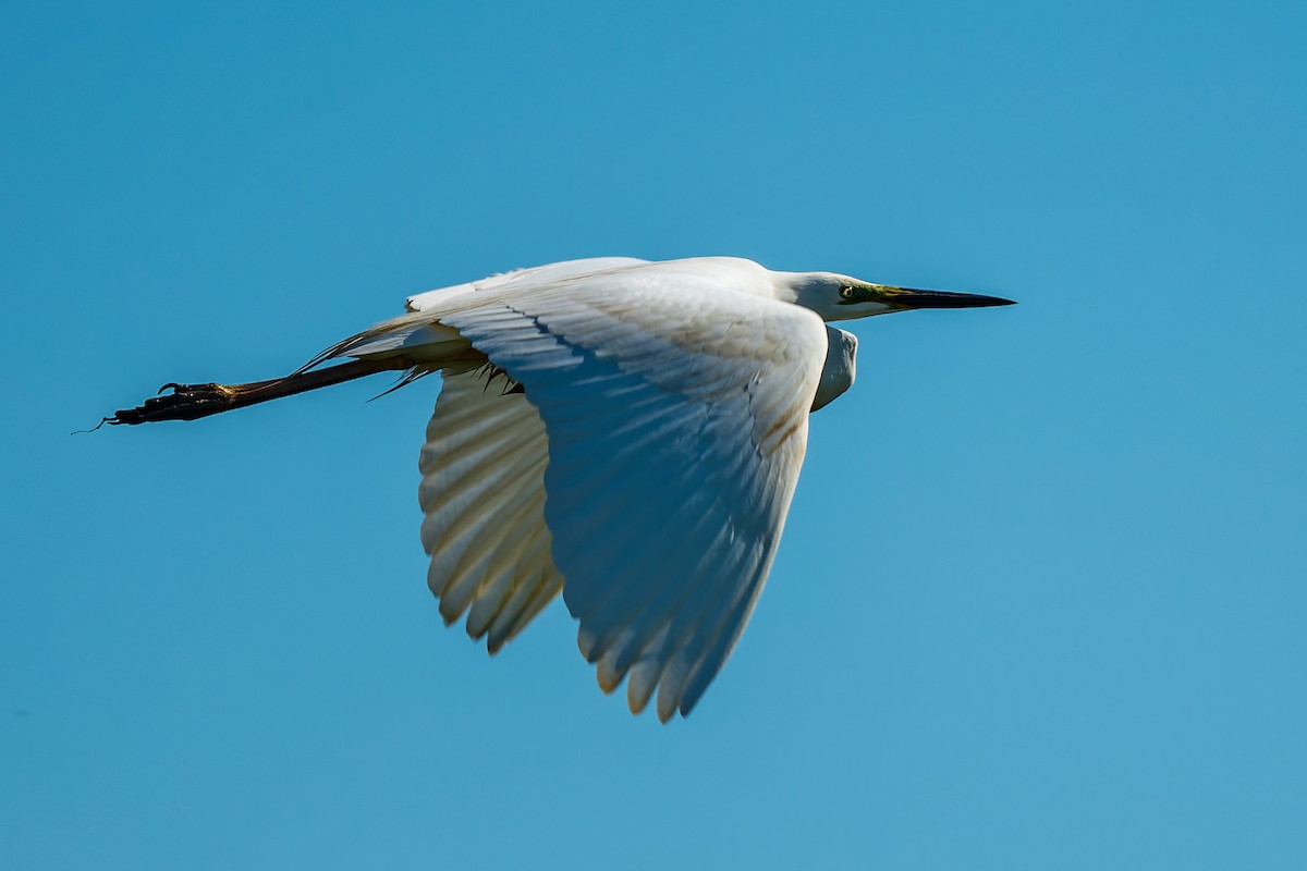 Great Egret - lucien ABAH