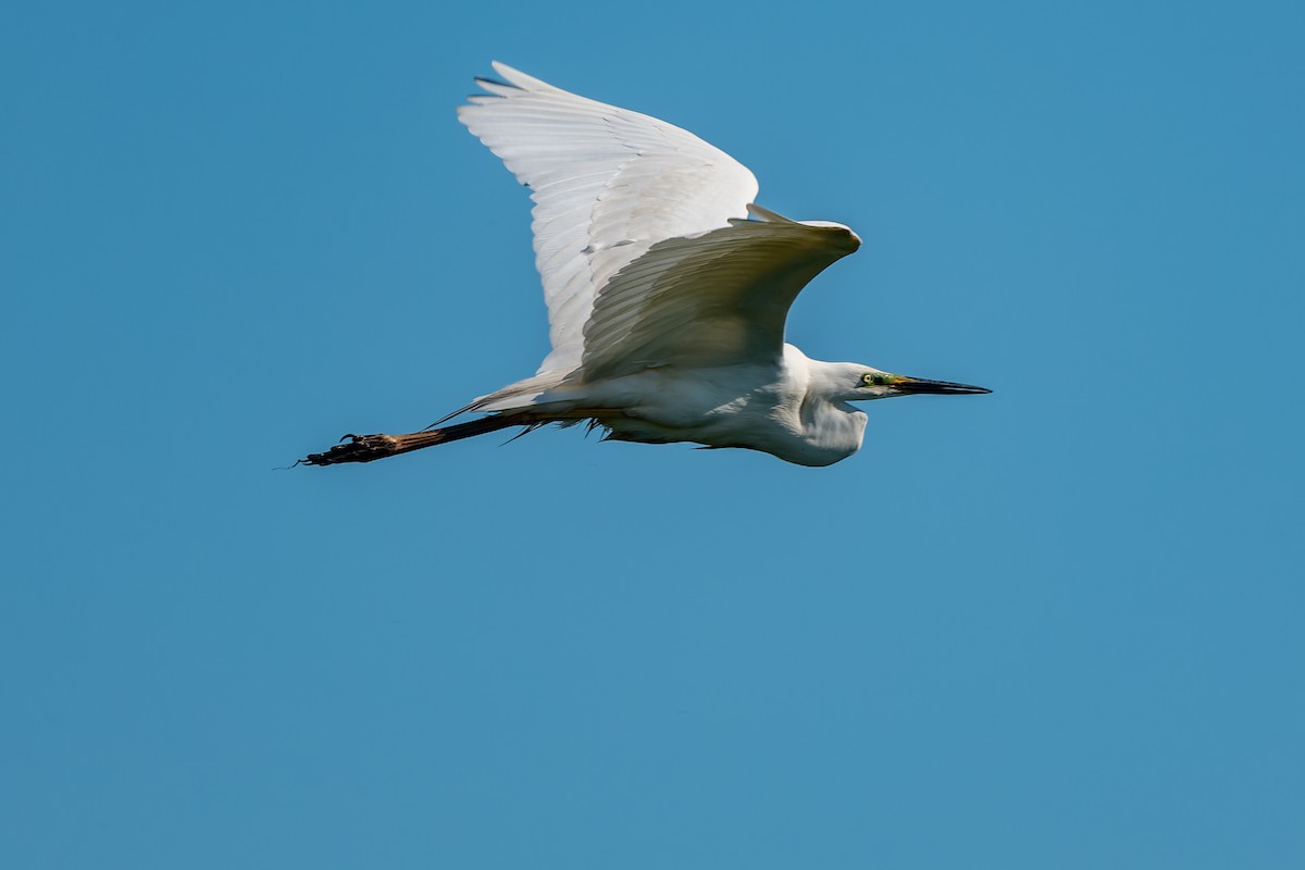 Great Egret - lucien ABAH