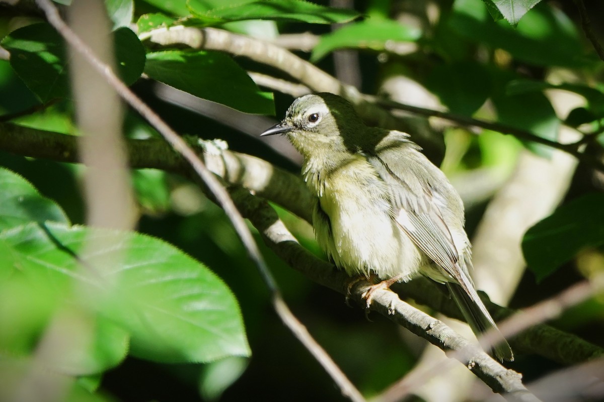 Black-throated Blue Warbler - Lin McGrew