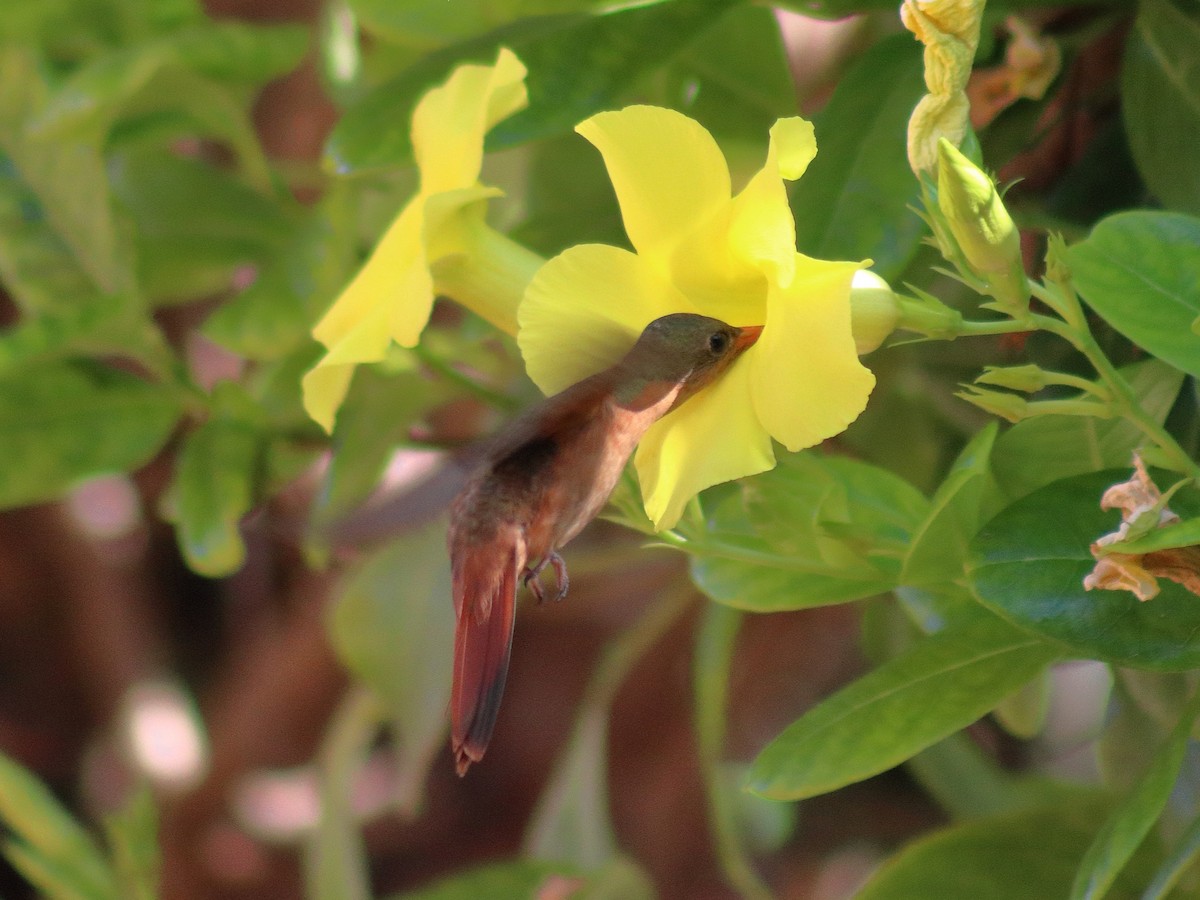 Cinnamon Hummingbird - Adrian Gonzalez