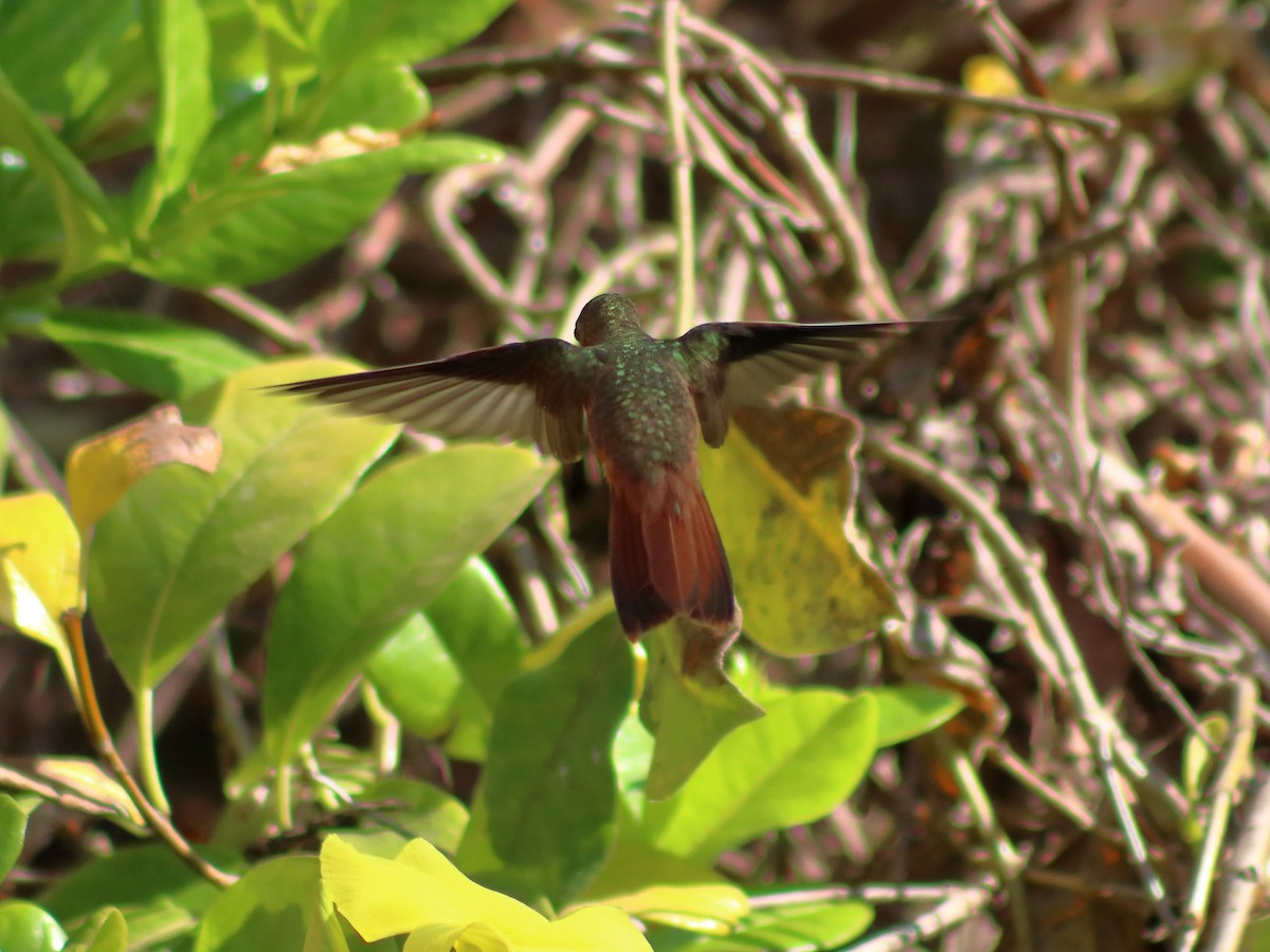 Cinnamon Hummingbird - Adrian Gonzalez