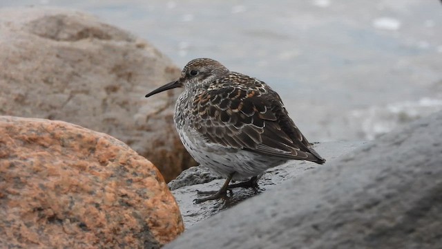 ムラサキハマシギ - ML619492172