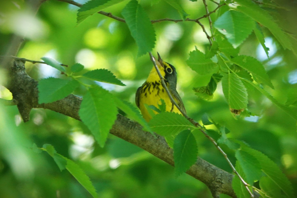 Canada Warbler - ML619492178