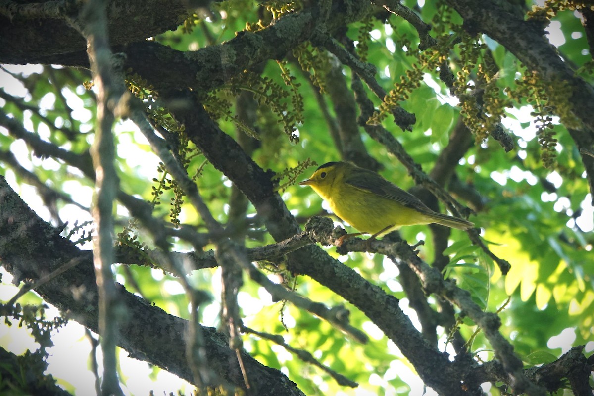 Wilson's Warbler - Lin McGrew