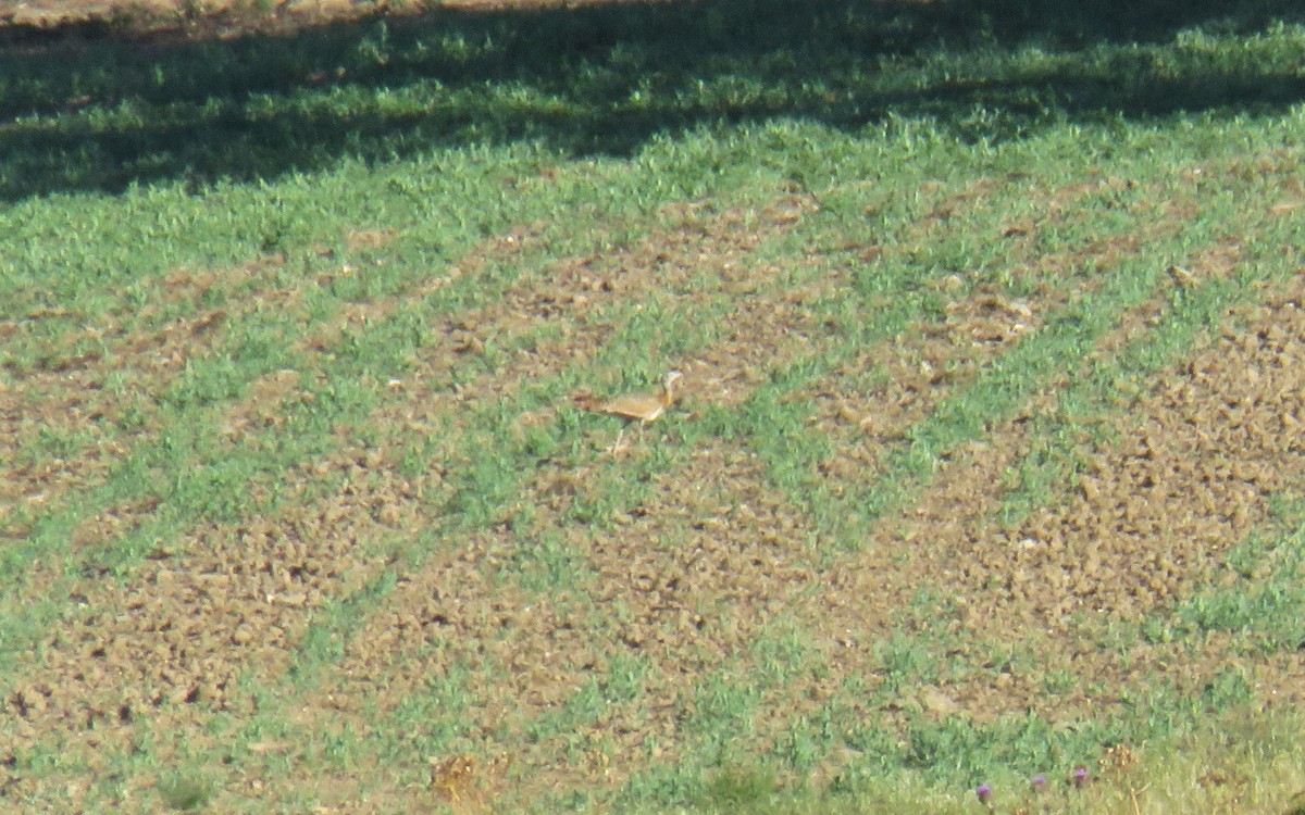 Great Bustard - Miguel  Berkemeier