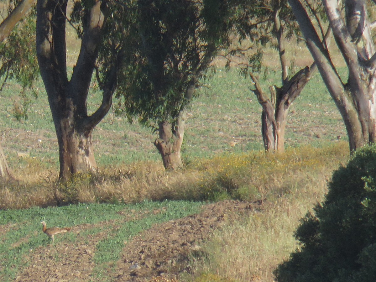 Great Bustard - Miguel  Berkemeier