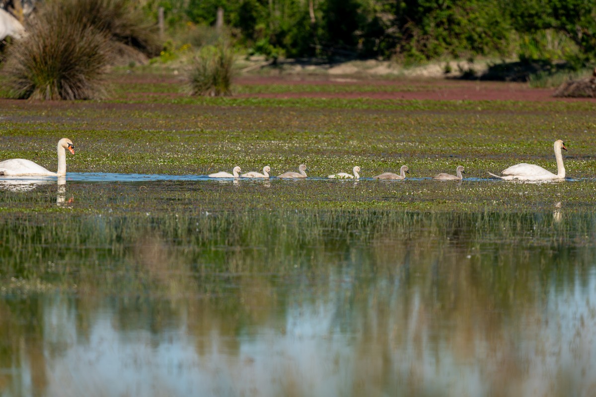 Mute Swan - lucien ABAH