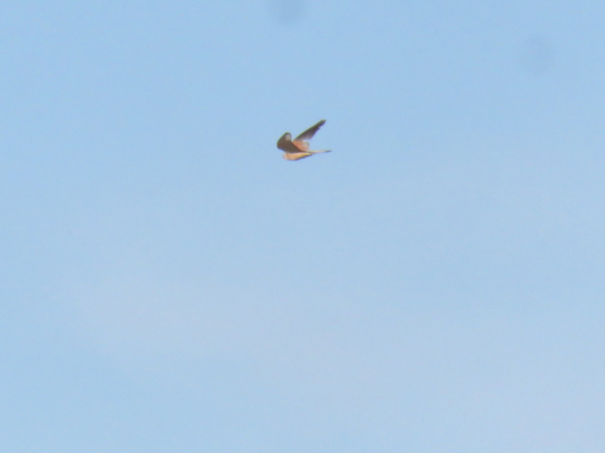 Lesser Kestrel - Miguel  Berkemeier