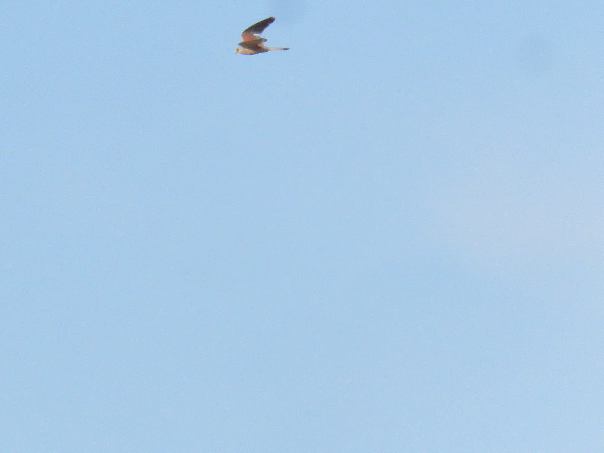 Lesser Kestrel - Miguel  Berkemeier