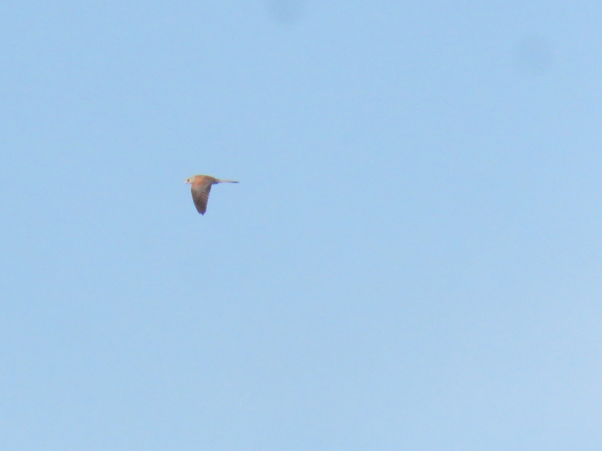 Lesser Kestrel - Miguel  Berkemeier