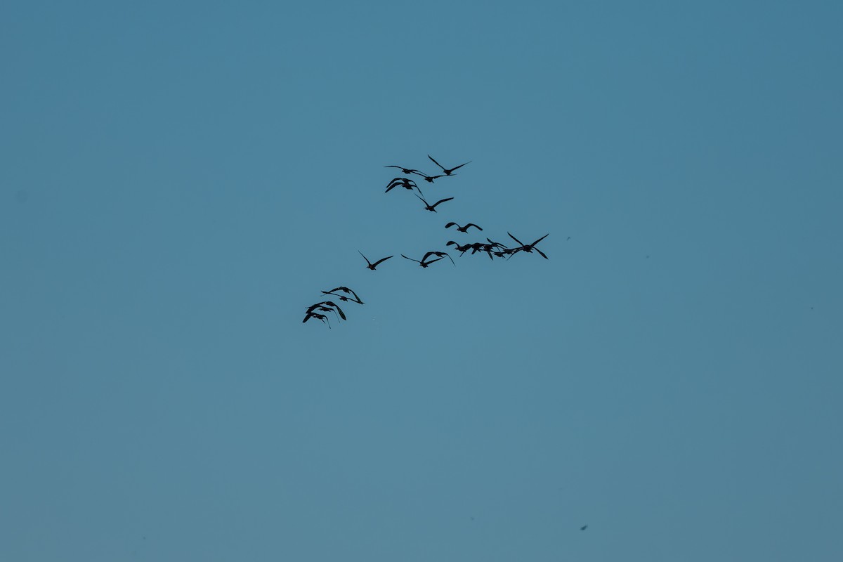 Glossy Ibis - lucien ABAH