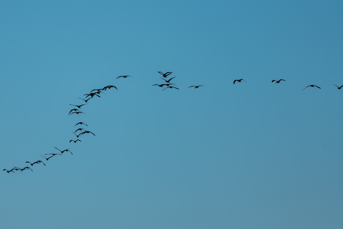 Glossy Ibis - lucien ABAH