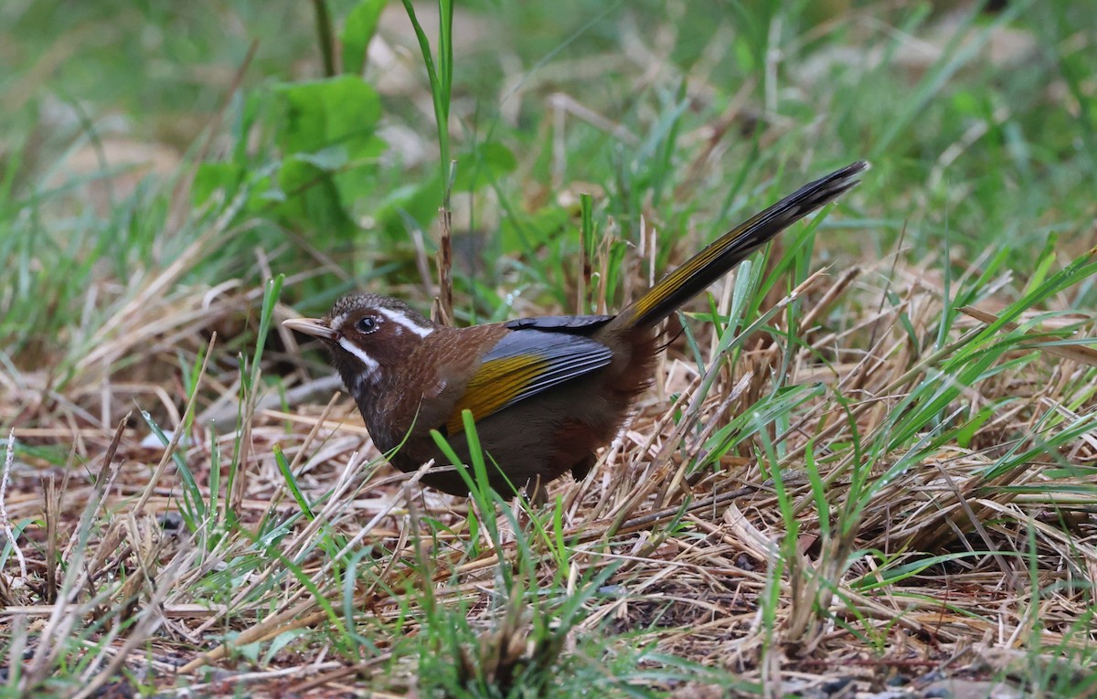 White-whiskered Laughingthrush - Simon Pinder