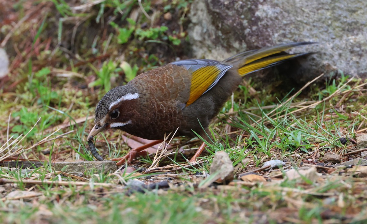 White-whiskered Laughingthrush - ML619492233