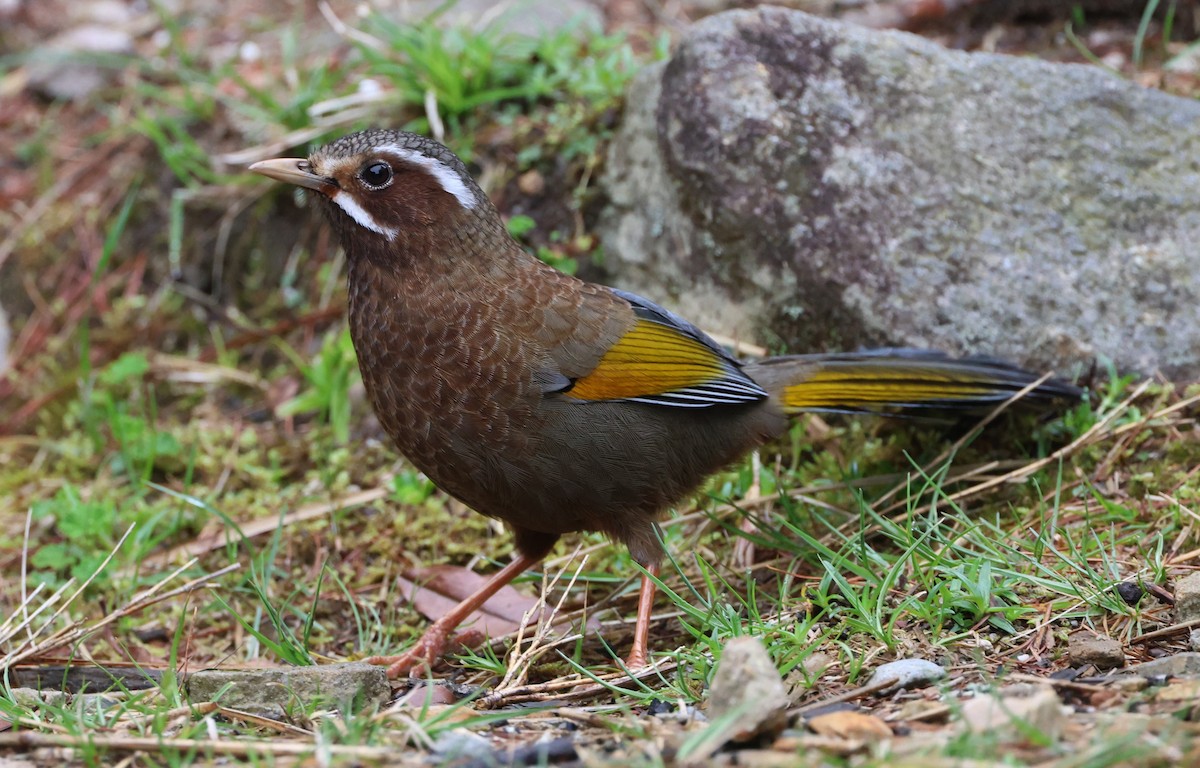 White-whiskered Laughingthrush - Simon Pinder