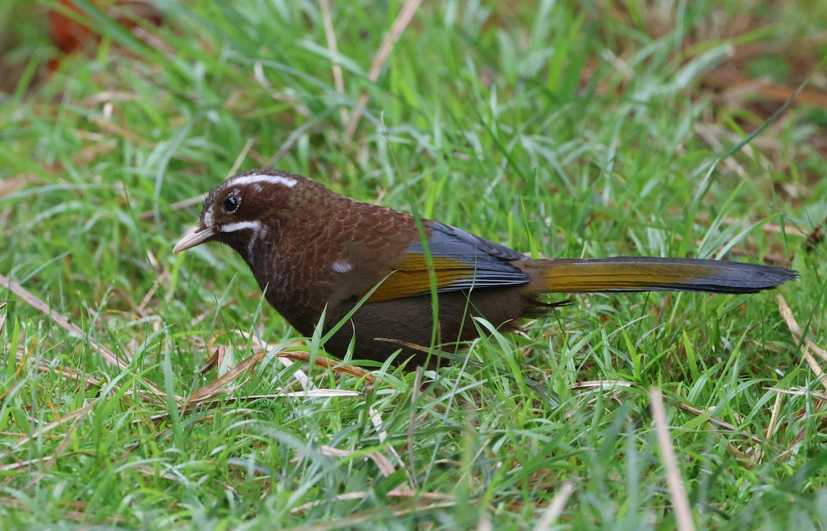 White-whiskered Laughingthrush - ML619492238