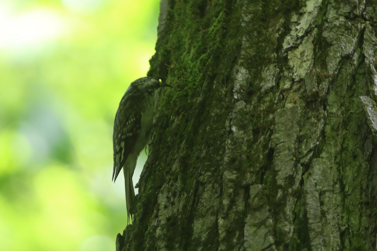 Brown Creeper - Gang Wu