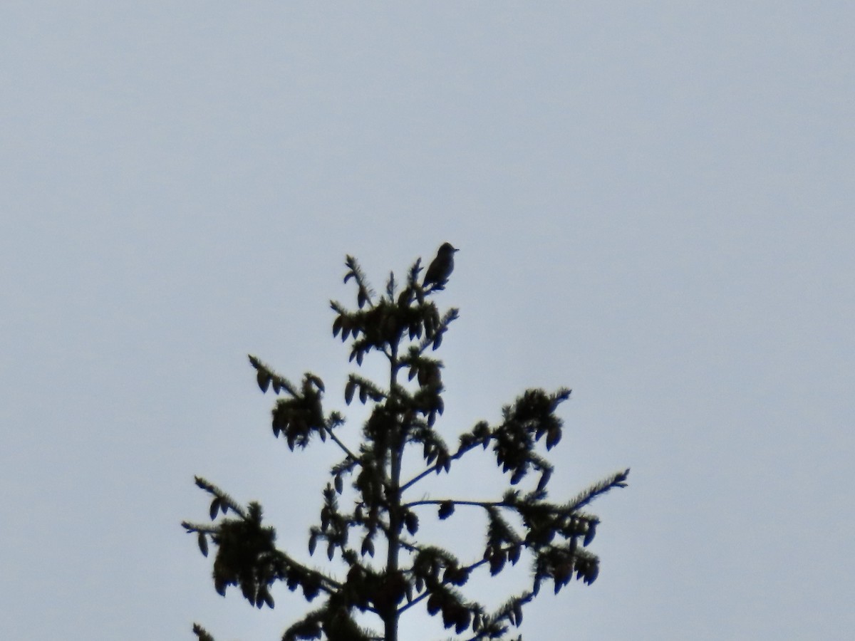 Olive-sided Flycatcher - George Gerdts