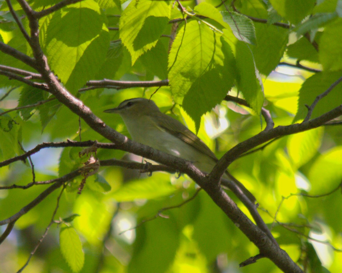 Red-eyed Vireo - ML619492248