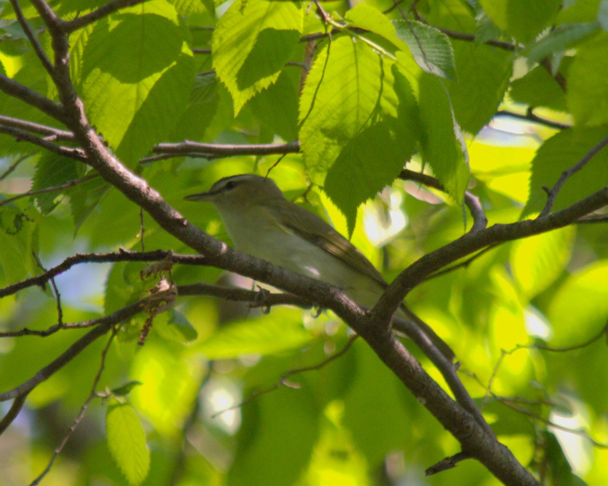 Red-eyed Vireo - Veronique Jean