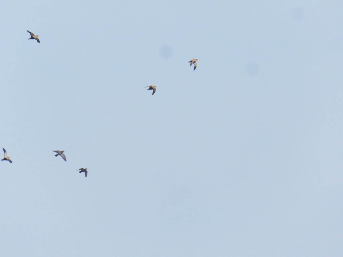 Black-bellied Sandgrouse - Miguel  Berkemeier