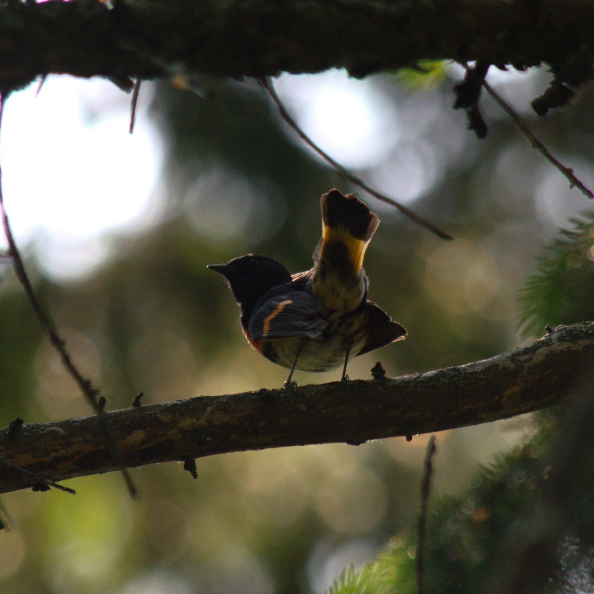 American Redstart - ML619492255