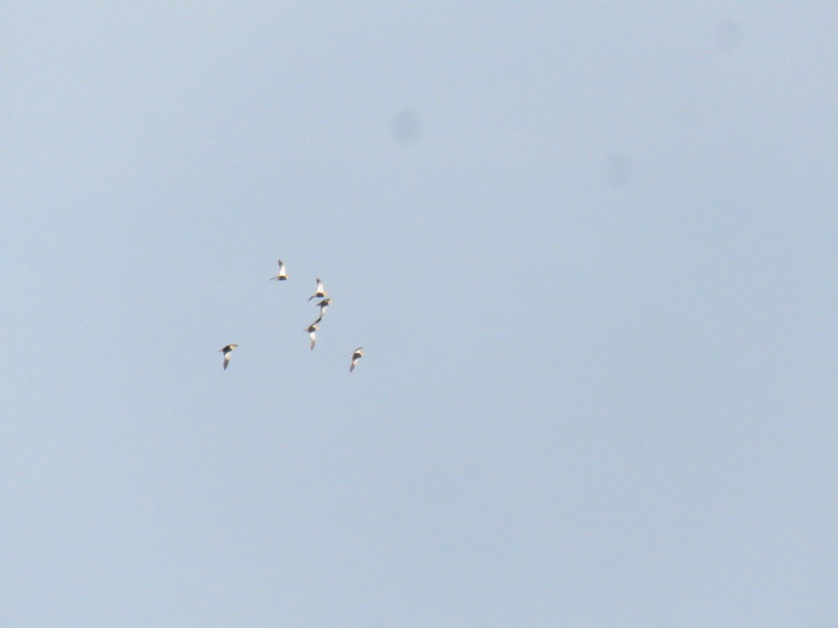 Black-bellied Sandgrouse - ML619492257