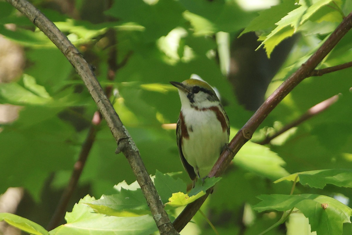 Chestnut-sided Warbler - Gang Wu