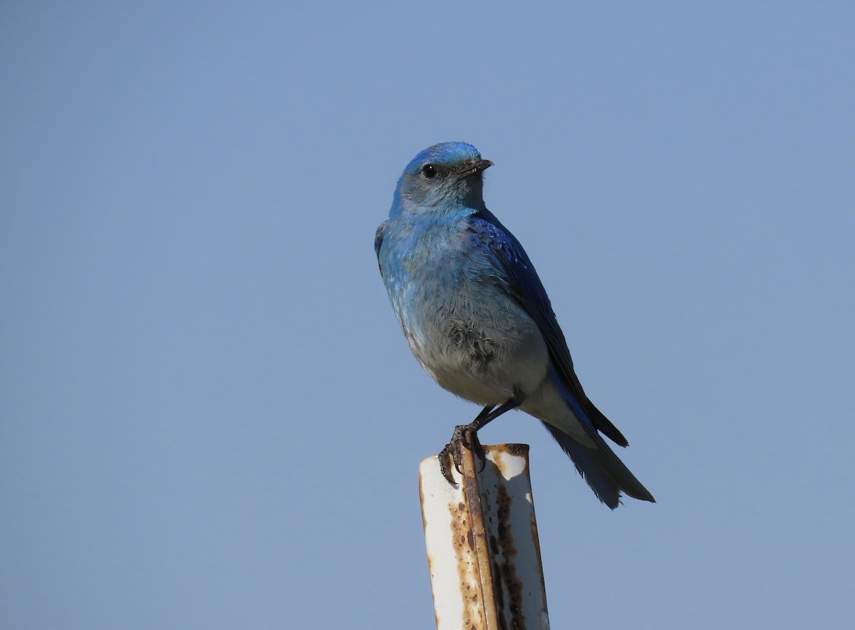 Mountain Bluebird - Lynn Sauer