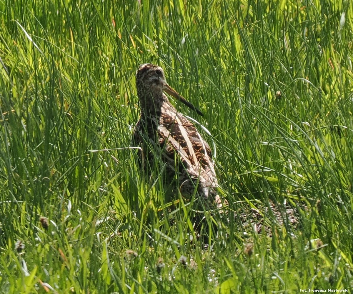 Great Snipe - Sławomir Niedźwiecki