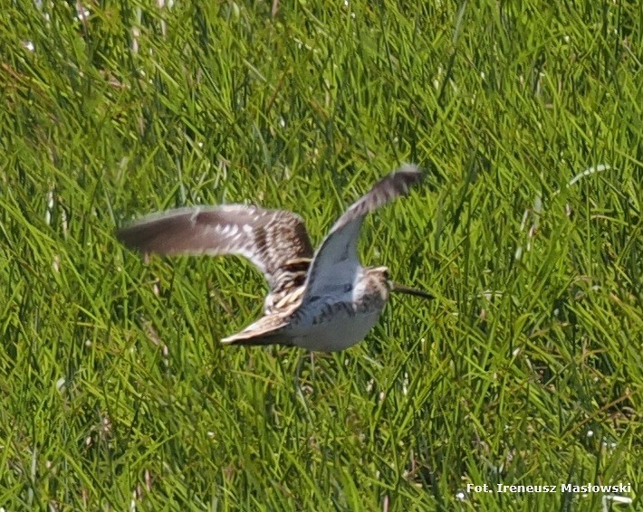 Great Snipe - Sławomir Niedźwiecki