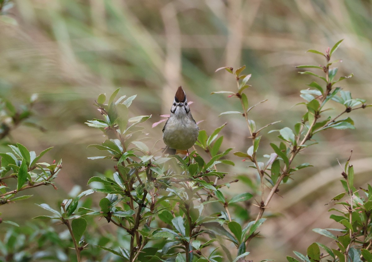 Taiwan Yuhina - Simon Pinder