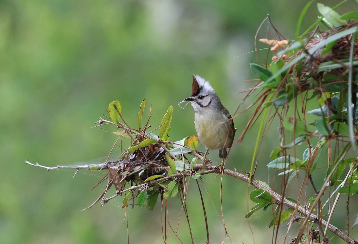 Taiwan Yuhina - Simon Pinder