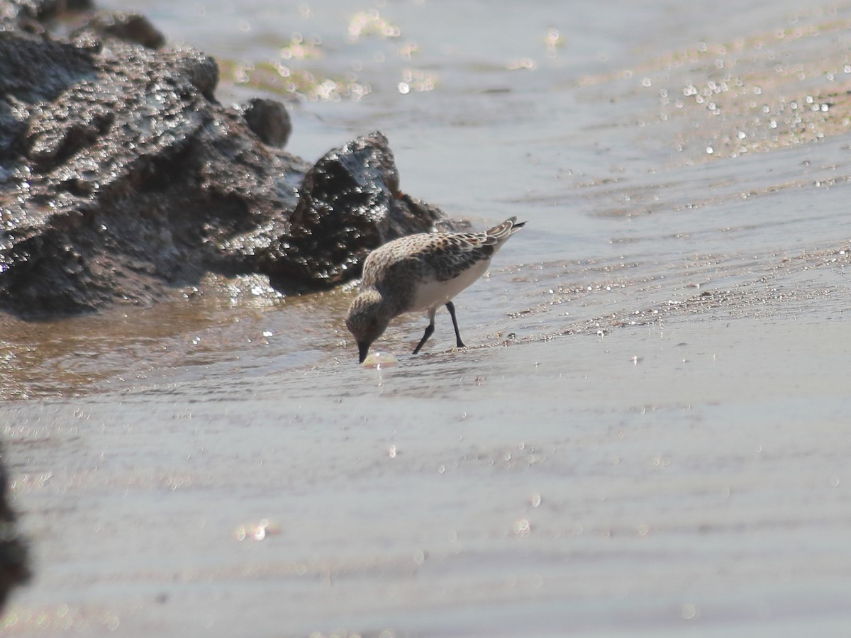 Sanderling - Adrian Gonzalez